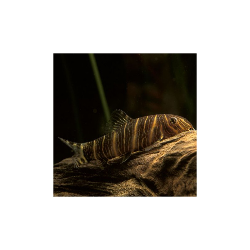 Botia striata - mangeur d'escargots lot de 2